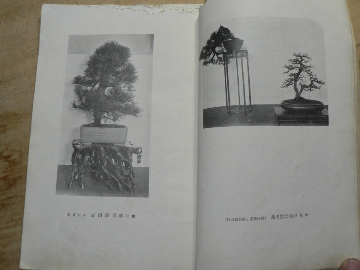  war front all Japan bonsai exhibition photograph . second times / Showa era 5 year 
