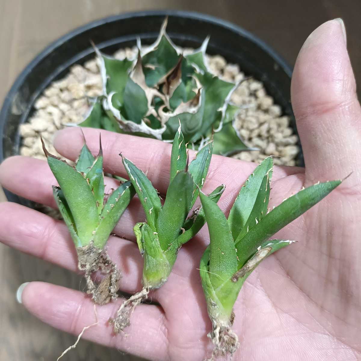 多肉植物 アガベチタノタ agave FO-076 緑水鬼 極上 希少子株 台湾輸入 3苗 