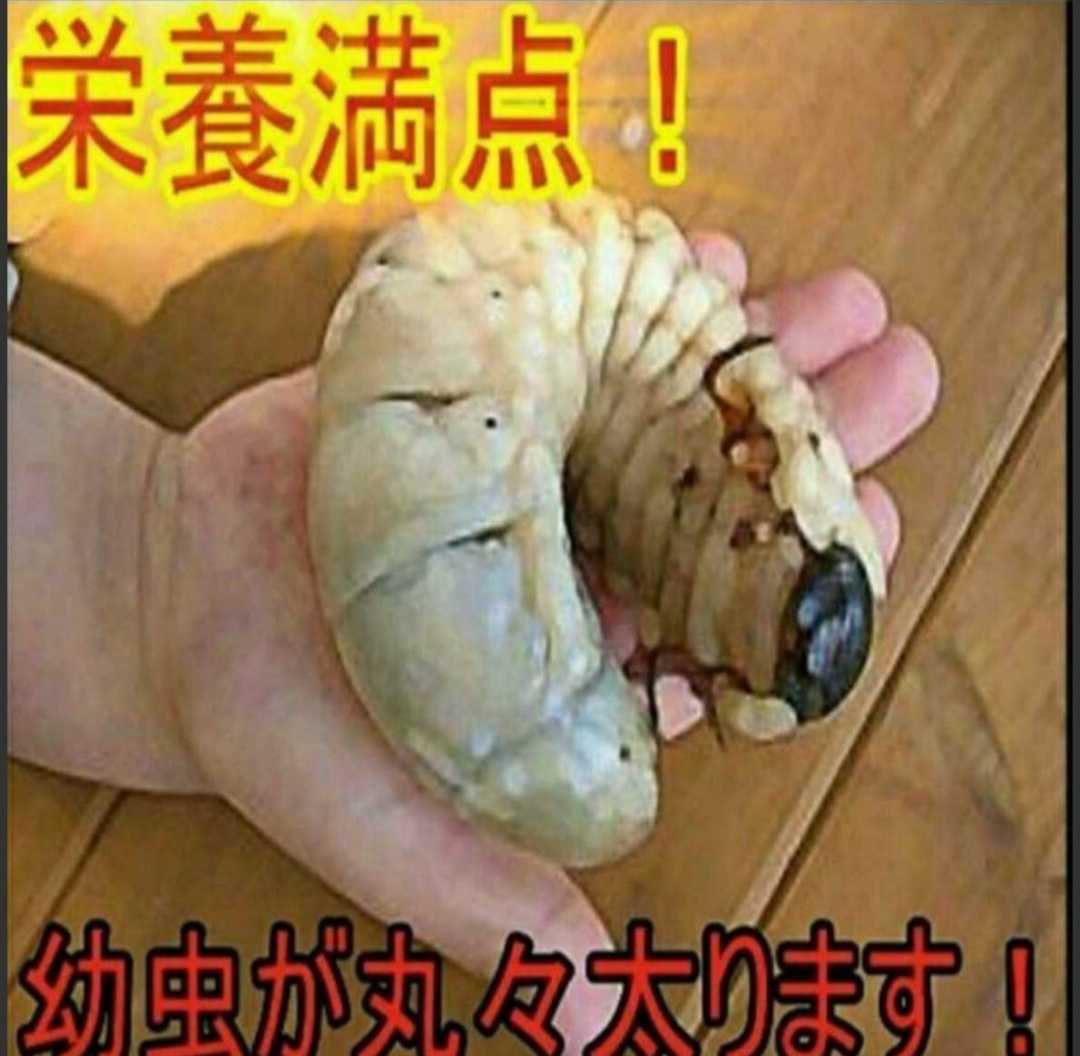 カブトムシ幼虫の栄養強化に！キクラゲ菌床ブロック　マットに埋めるだけで幼虫がモリモリ食べます！クワガタの産卵床にも！　クヌギ100％