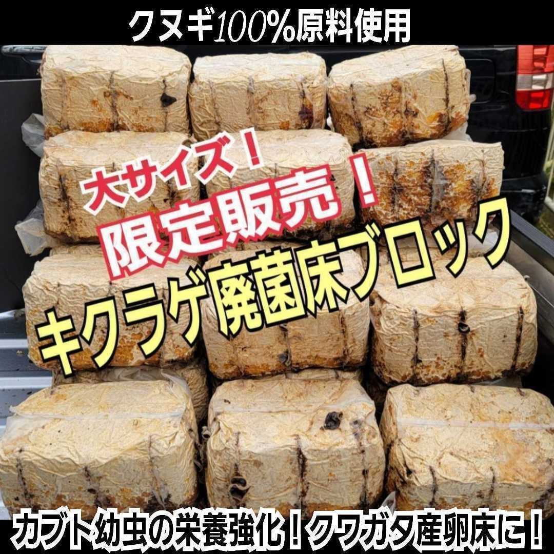 カブトムシ幼虫の栄養強化に!キクラゲ菌床【14ブロック】マットに埋め込むだけでモリモリ食べます!クワガタの産卵材の代わりにも使える!