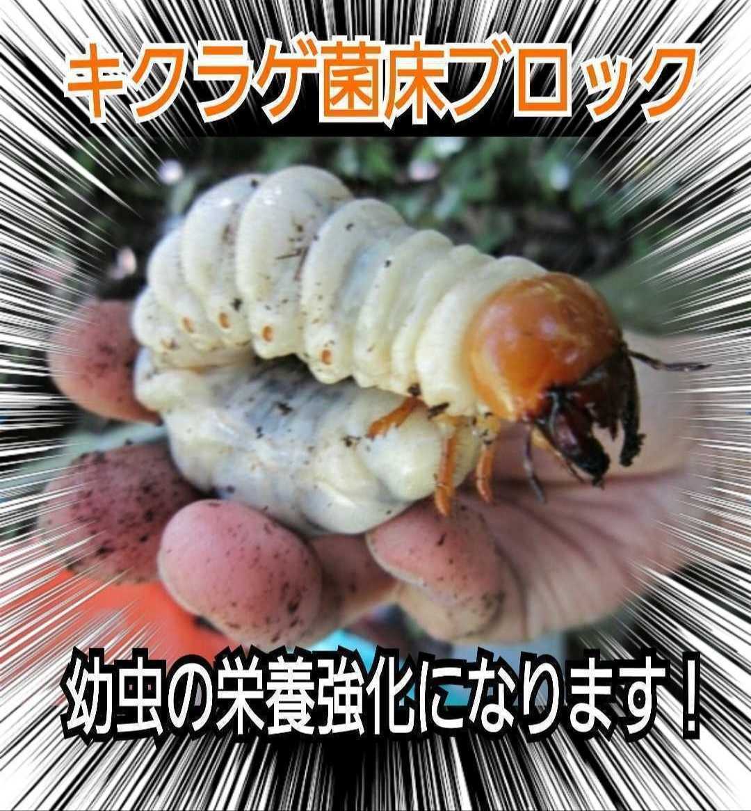 カブトムシ幼虫の栄養強化に！キクラゲ菌床ブロック　マットに埋めるだけで幼虫がモリモリ食べます！クワガタの産卵床にも！　クヌギ100％