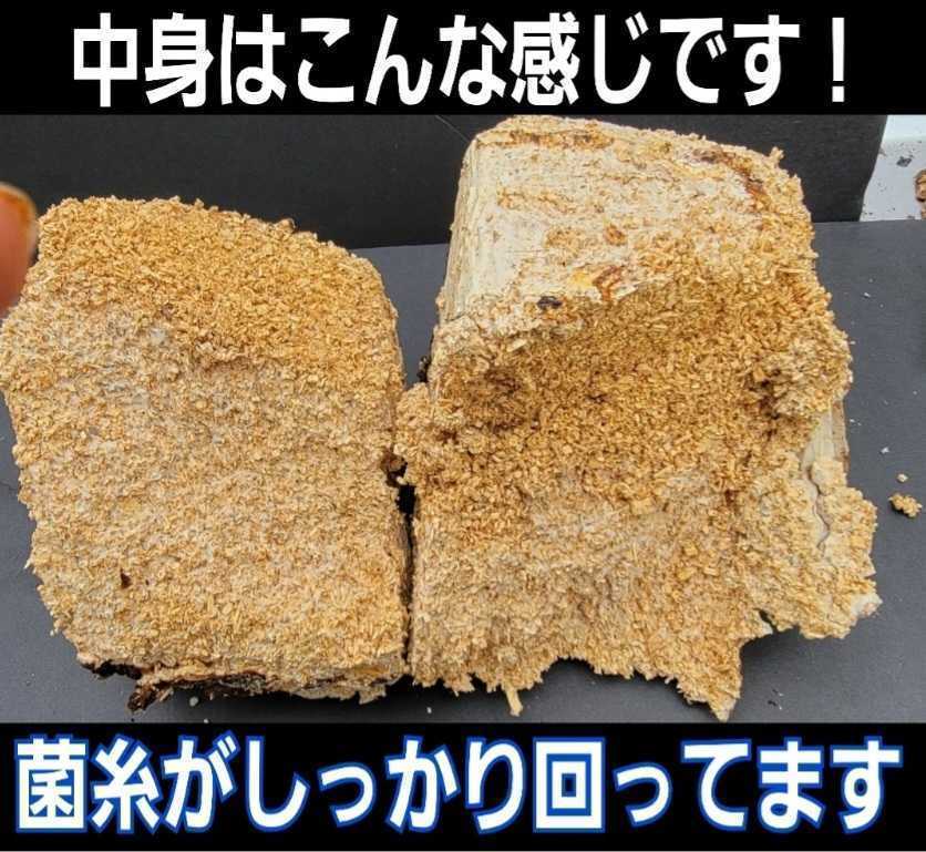 カブトムシ幼虫の栄養強化に！キクラゲ菌床【2ブロック】マットに埋めるだけで幼虫がモリモリ食べます！クワガタの産卵床にも　クヌギ100％