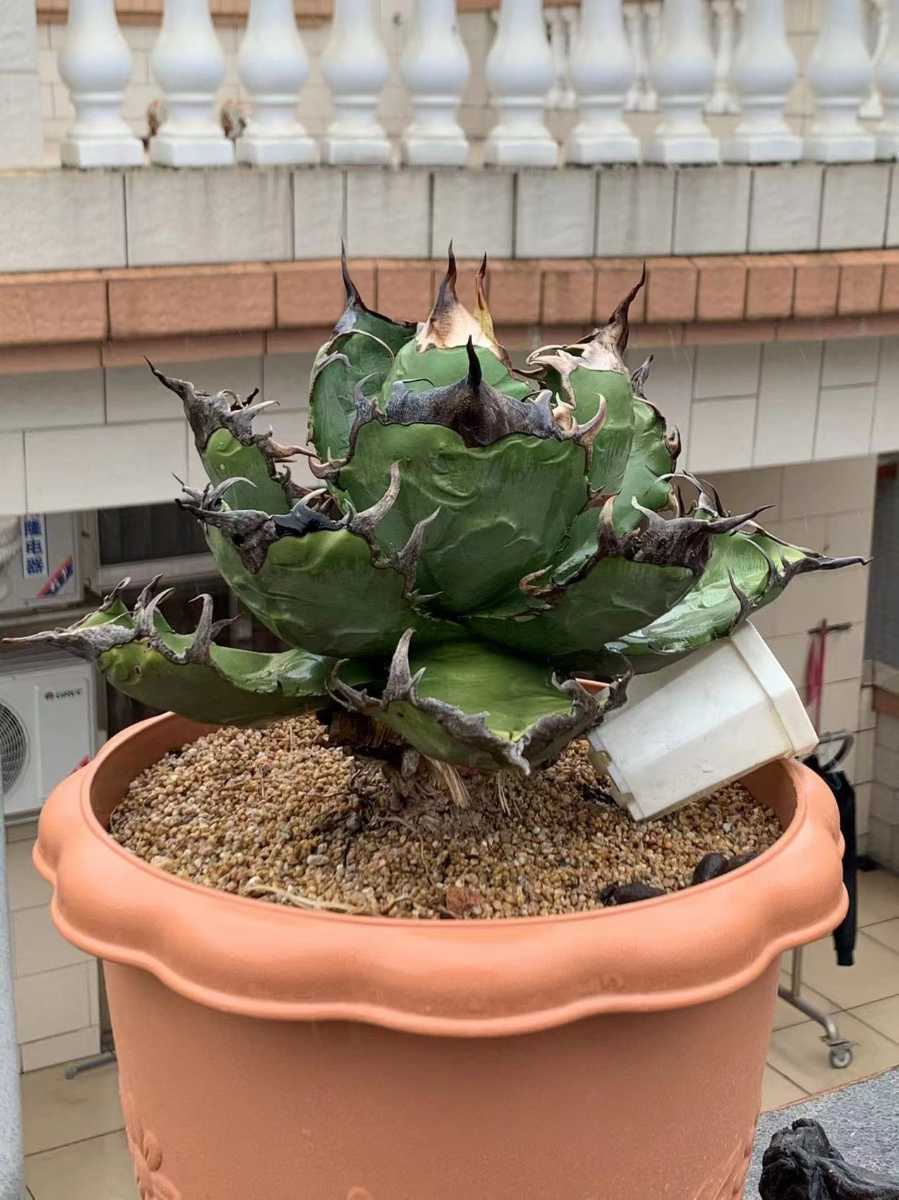 激レア agave titanota アガベ チタノタ カキコ 安心の長期修理保証