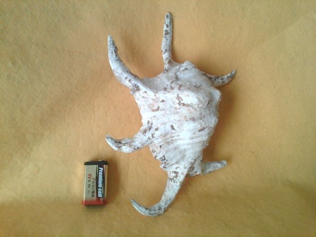 巻貝 貝殻 400g conch インテリア 置物 巻貝 貝殻 400g conch インテリア 置物