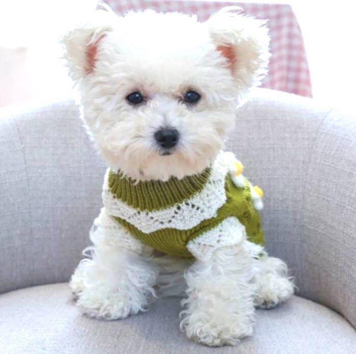 犬服 冬 おしゃれ かわいい 犬 S ピンク ニット セーター 小型犬 犬の服 緑 グリーン 花 花柄 お出かけ_画像2