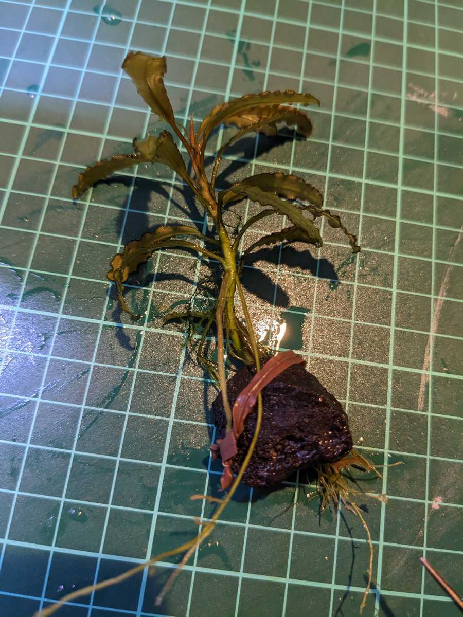 ブセファランドラsp Sintang Kayu lapis Type2 (LA便) 完全水中