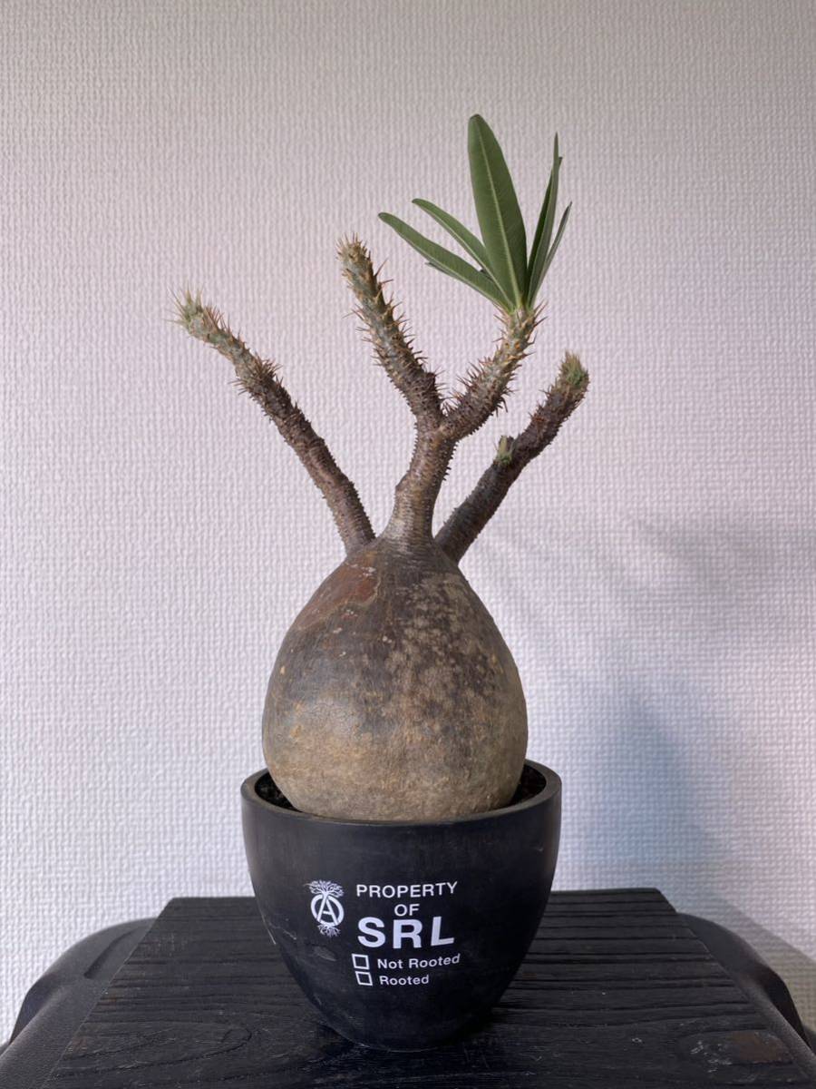 送料0円】 www 【塊根植物】ケドロスティス・アフリカーナ+SRL 塊根