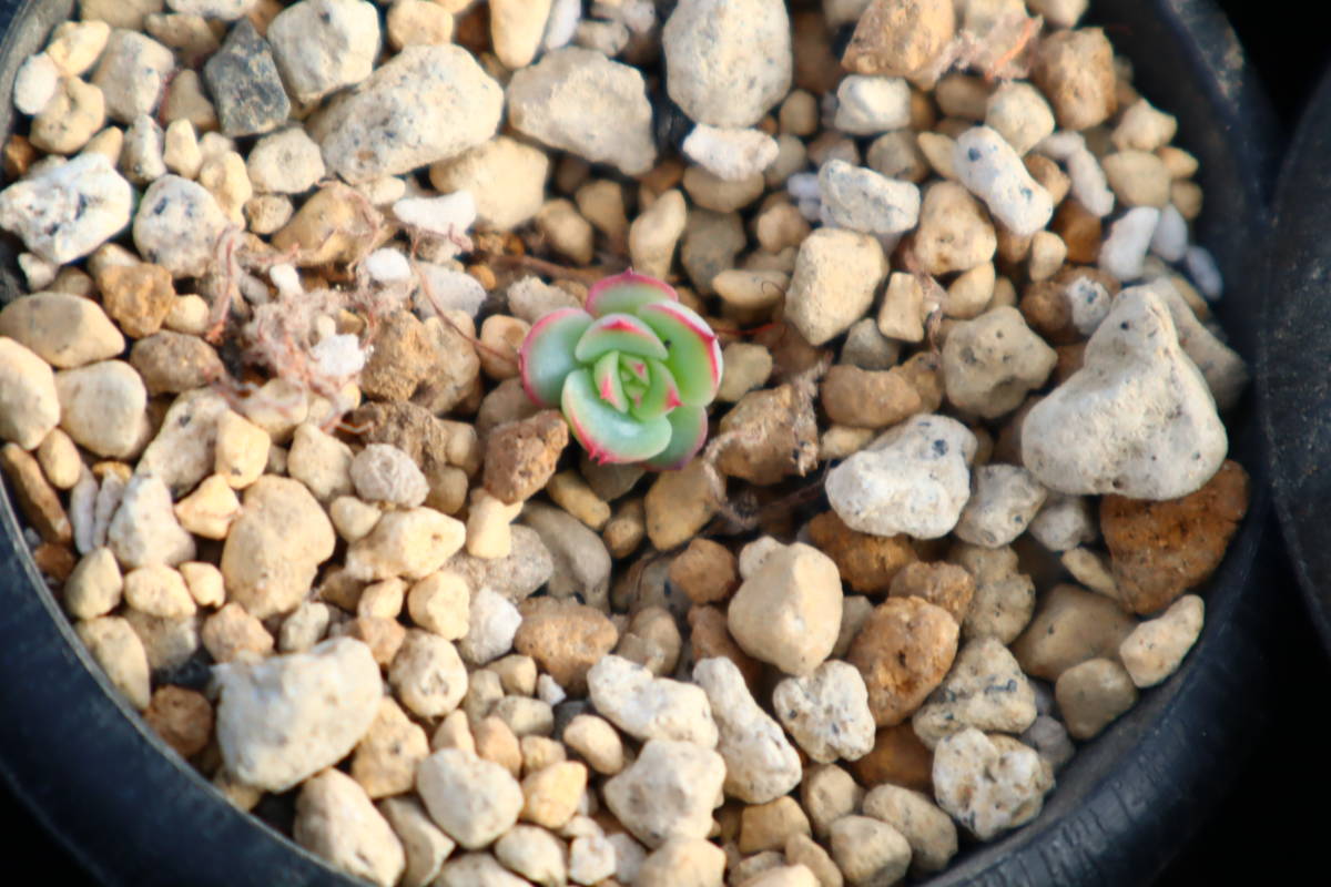 多肉植物　エケベリア・マルシェル_画像2