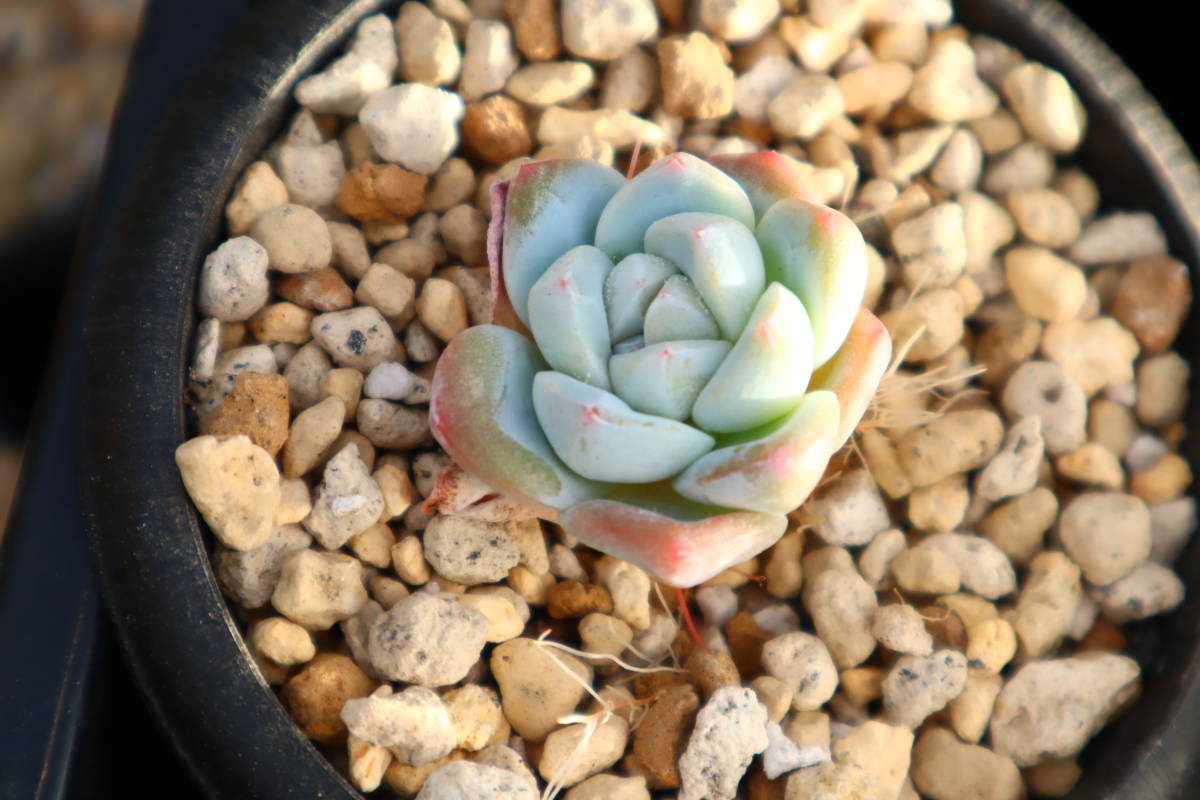 多肉植物　エケベリア・アイスグリーン_画像1