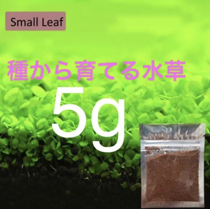 アクアリウム 水草の種 小さい葉 5g