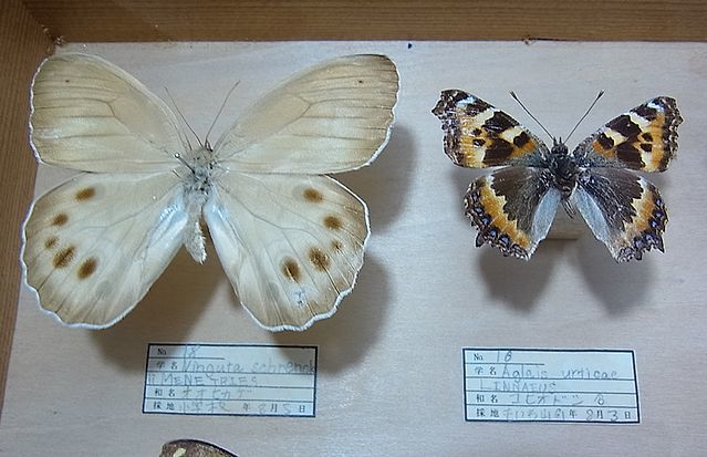 [NG083] Hokkaido butterfly . specimen Showa era 61 year that time thing butterfly choucho Sapporo . rock mountain kalasage Haku jakcho cow - vertical is hime corbicula 