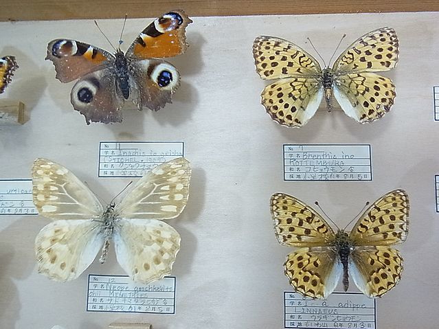 [NG083] Hokkaido butterfly . specimen Showa era 61 year that time thing butterfly choucho Sapporo . rock mountain kalasage Haku jakcho cow - vertical is hime corbicula 