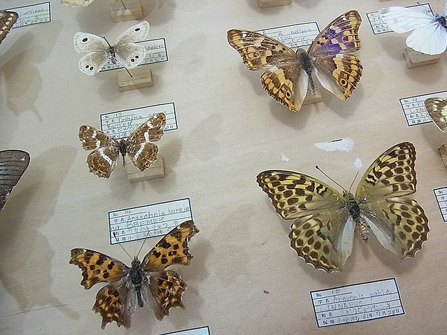 [NG083] Hokkaido butterfly . specimen Showa era 61 year that time thing butterfly choucho Sapporo . rock mountain kalasage Haku jakcho cow - vertical is hime corbicula 