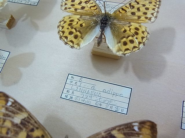 [NG083] Hokkaido butterfly . specimen Showa era 61 year that time thing butterfly choucho Sapporo . rock mountain kalasage Haku jakcho cow - vertical is hime corbicula 