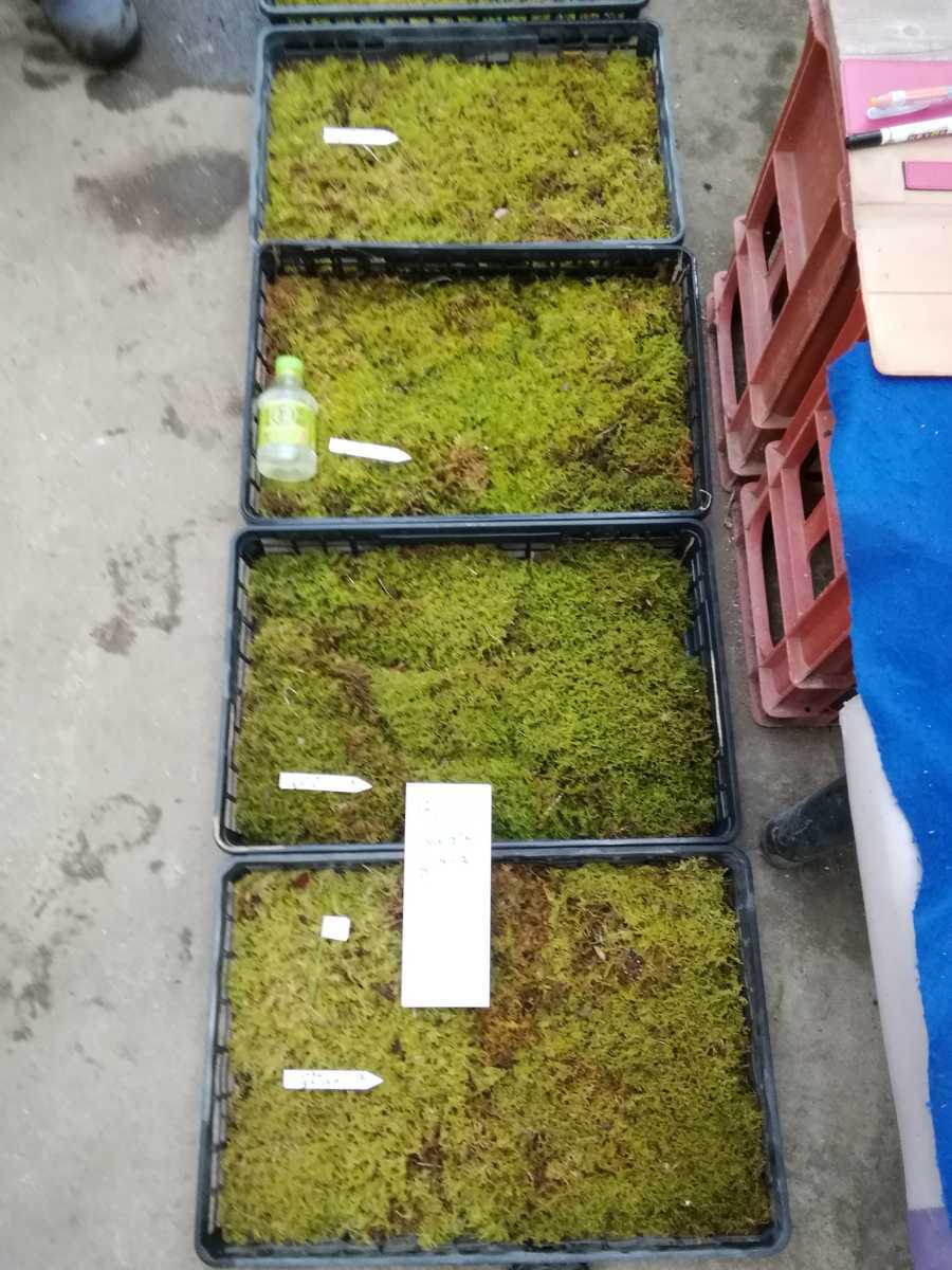 NO.1201 луговые и горные травы классика высокий goke мох 5 tray декоративное растение 