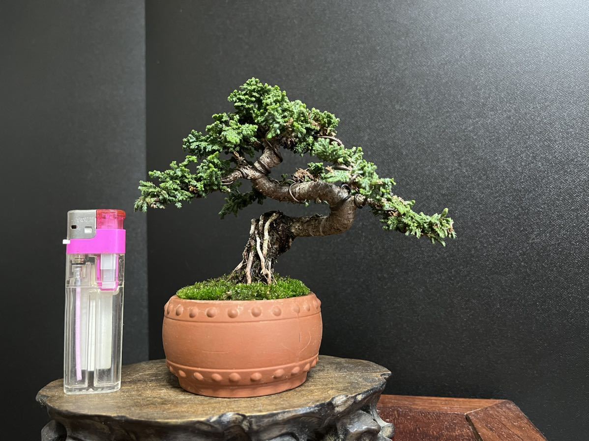 Yahoo!オークション - 石化桧 石化ヒノキ 小品盆栽 ミニ盆栽 樹高10cm