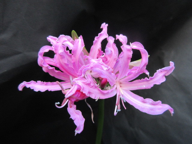 ネリネDiamondLily 2023/11/23撮影 開花球根1球 花終わりました　花色・花柄写真確認のうえ入札を 着払い_画像7