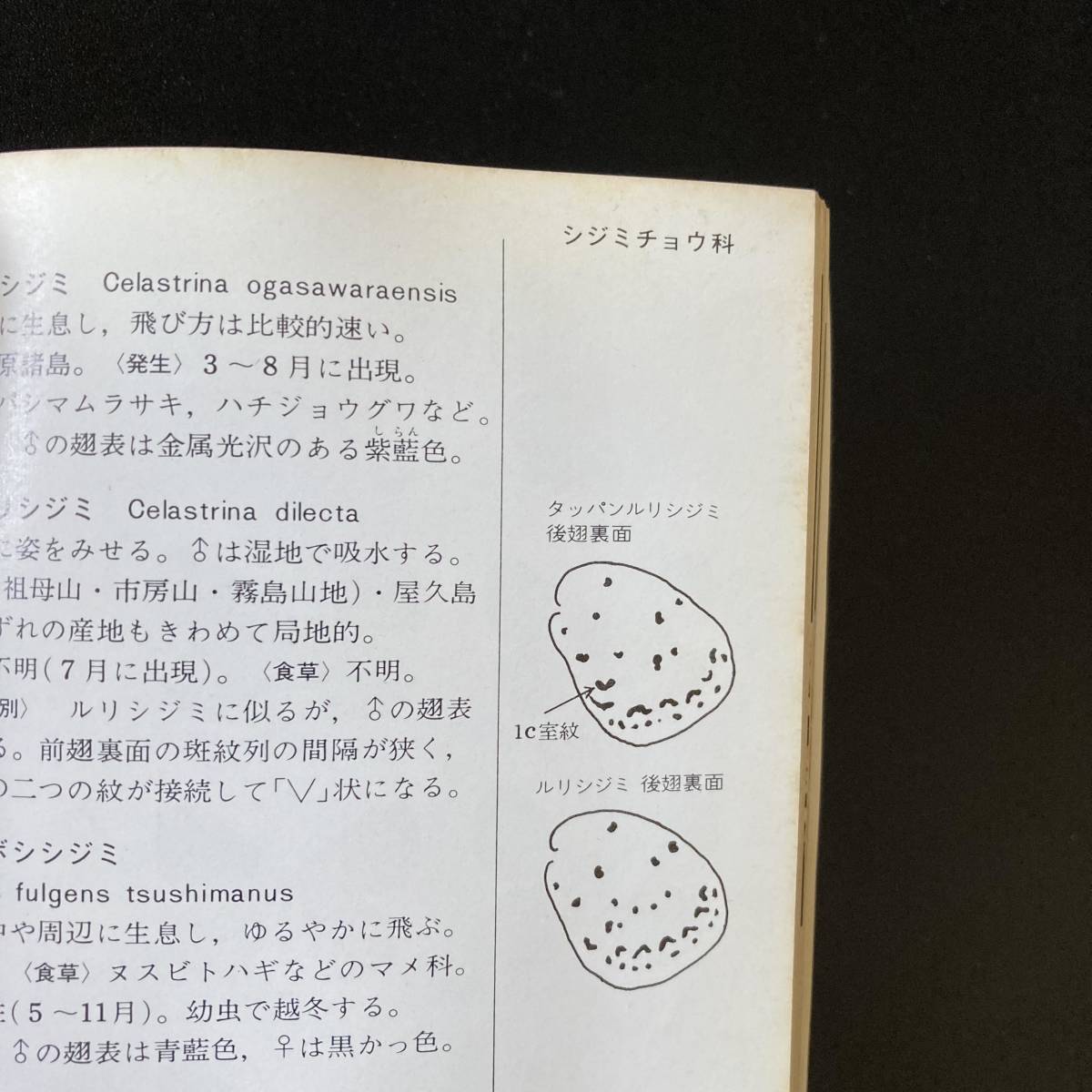 日本の蝶 〈1〉〈2〉 (カラー自然ガイド) / 高橋 昭 , 田中 蕃 , 若林 守男 (著)_日本の蝶 2 