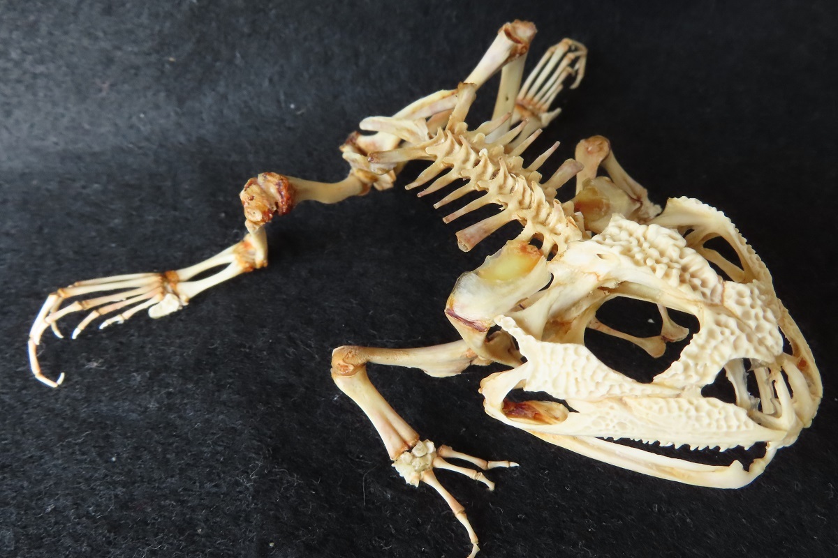 骨格標本 アマガサヘビ 全身骨格