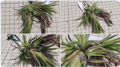 Tillandsia ionantha fuego totem pole ex. RFI チランジア イオナンタ