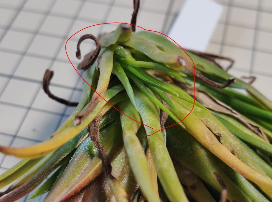 Tillandsia ionantha fuego totem pole ex. RFI チランジア イオナンタ トテムポール 米国RFI由来