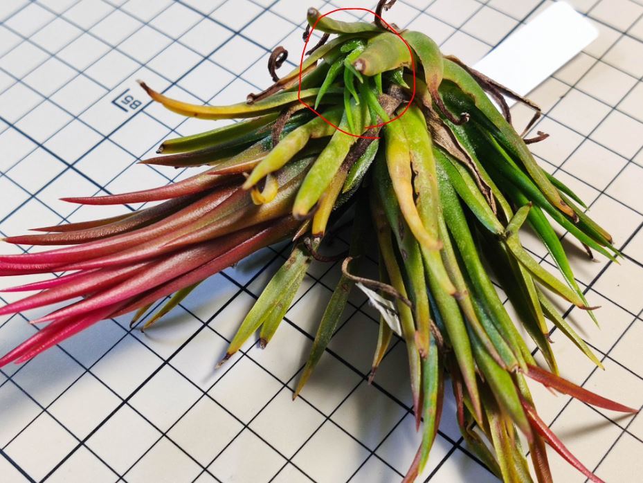 Tillandsia ionantha fuego totem pole ex. RFI チランジア イオナンタ トテムポール 米国RFI由来