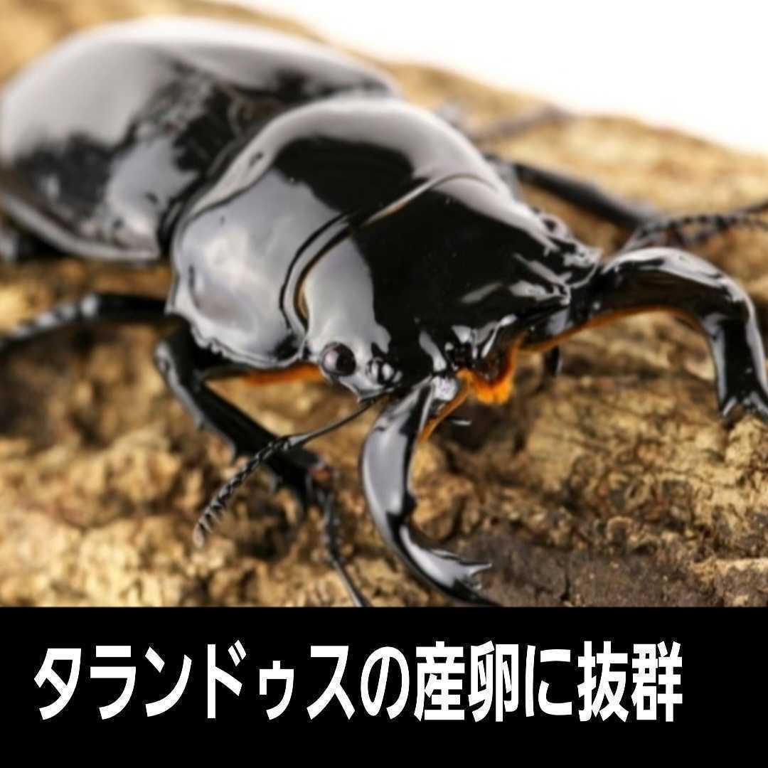 クワガタの産卵にはコレが最強！植菌カワラ材【2本】タランドゥス・レギウス・オウゴンオニに抜群！ドルクス系にも！植菌材はカビがでない_画像7