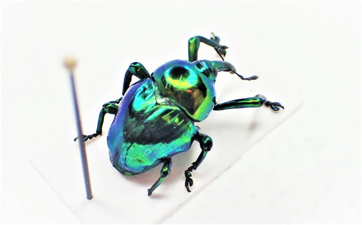 逆三角形の体にメタリックな派手ゾウムシ-