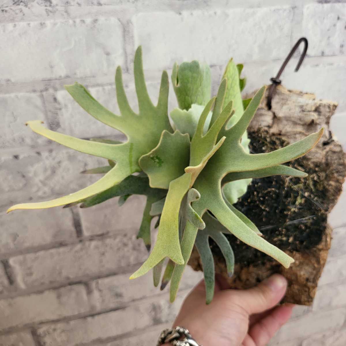当店の記念日 ビカクシダ jade spore② girl 植物/観葉植物 - www