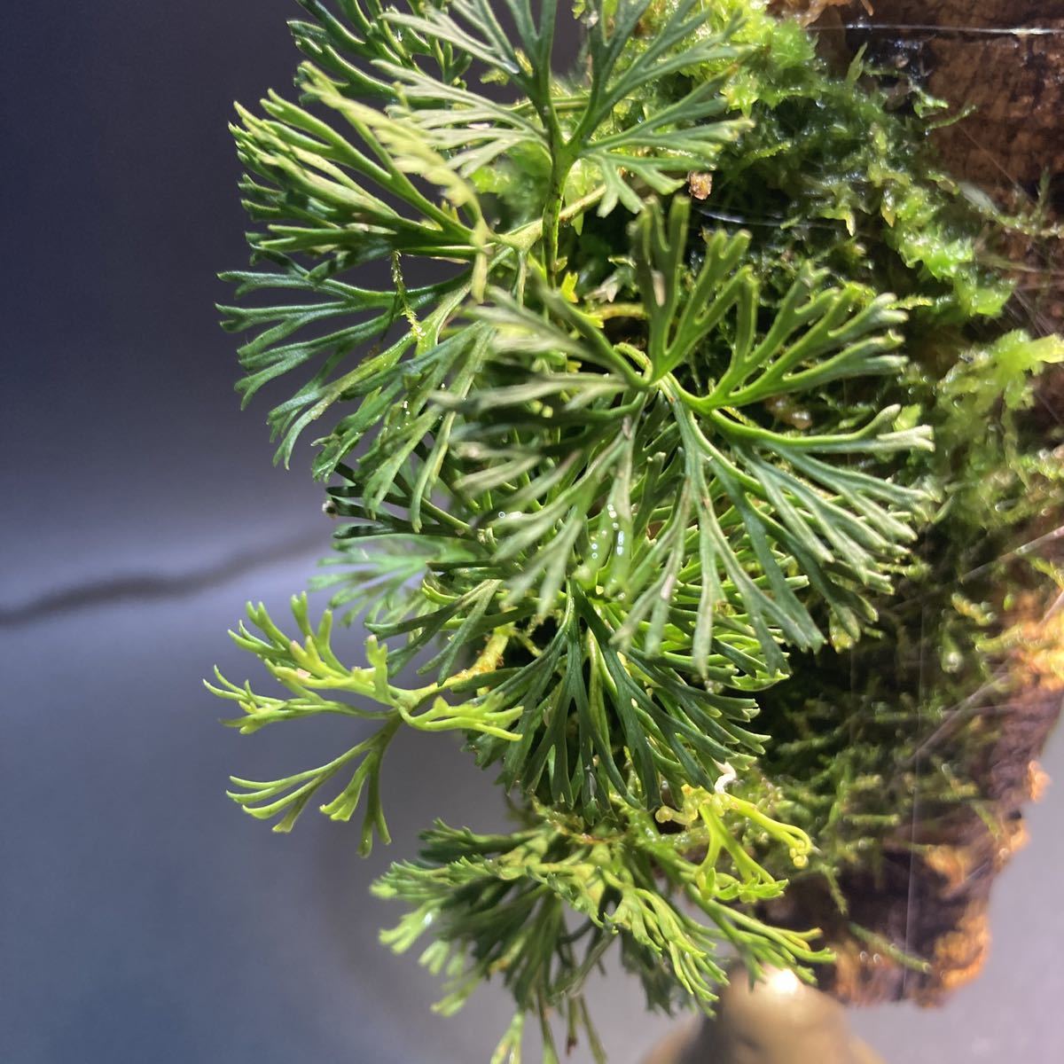elaphoglossum peltatum コルク付け パルダリウムシダ植物 レア elaphoglossum peltatum コルク付け パルダリウムシダ植物 レア