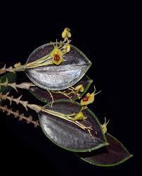 Yahoo!オークション - lepanthes caloura 原種洋蘭エクアドル Yahoo!オークション - lepanthes caloura 原種洋蘭エクアドル