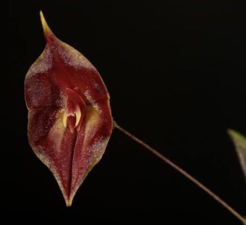 Lepanthes chelonion 原種洋蘭 エクアドル南米パルダリウム レア 小型