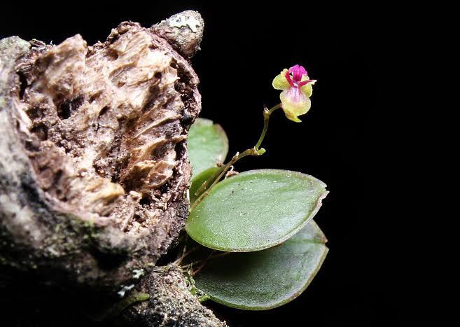 Yahoo!オークション - lepanthes scansor パルダリウム Yahoo!オークション - lepanthes scansor パルダリウム