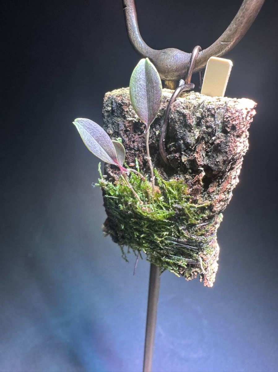Yahoo!オークション - lepanthes scansor パルダリウム Yahoo!オークション - lepanthes scansor パルダリウム