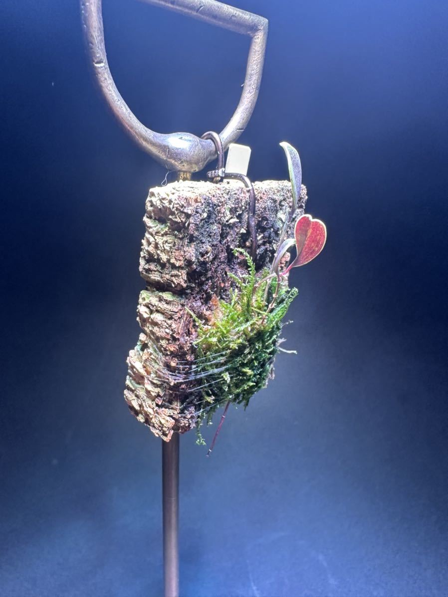 Yahoo!オークション - lepanthes scansor パルダリウム Yahoo!オークション - lepanthes scansor パルダリウム