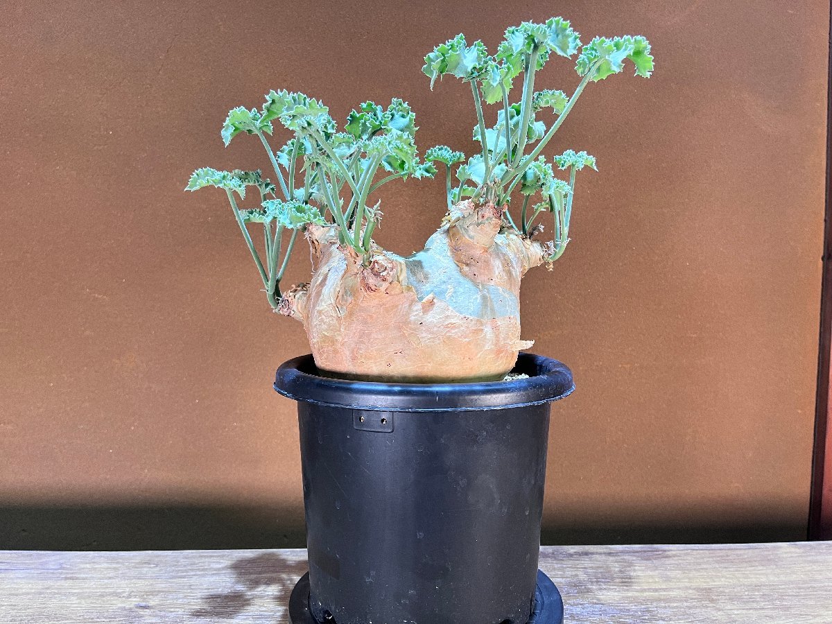 発根済株③ Cyphostemma uter var. macropus キフォステンマ
