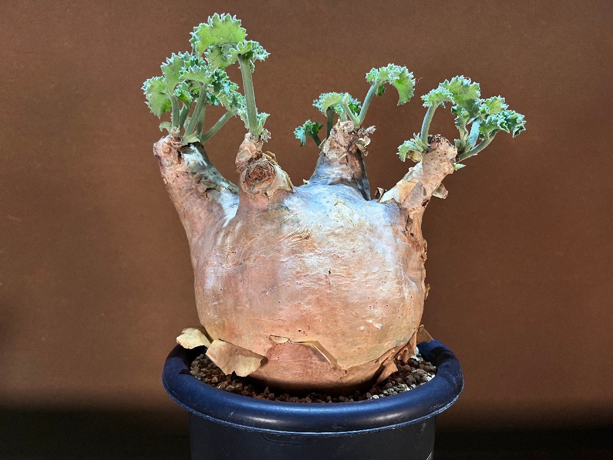 発根済株① Cyphostemma Uter Macropus キフォステンマ マクロプス