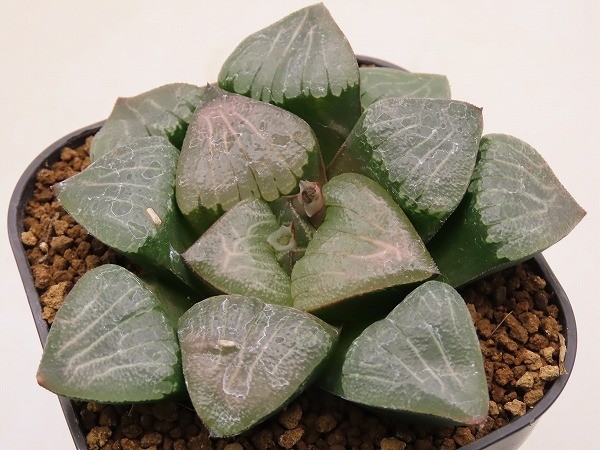 ■特ダルマ大型ガラスコンプト×ピラルク　実生　未繁殖　ヤマト運輸発送のみ 【多肉植物　Haworthia　ハオルチア　ハオルシア】_画像1