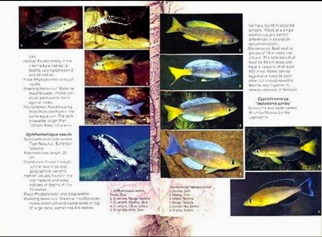 タンガニイカ シクリッド 自然図鑑 Tanganyika Cichlids 洋書 アフリカン 熱帯魚 コニングス 専門書 写真集