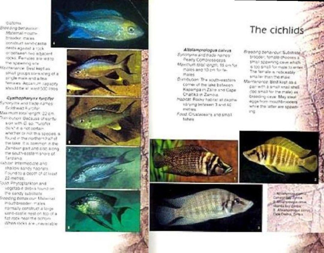 タンガニイカ シクリッド 自然図鑑 Tanganyika Cichlids 洋書 アフリカン 熱帯魚 コニングス 専門書 写真集