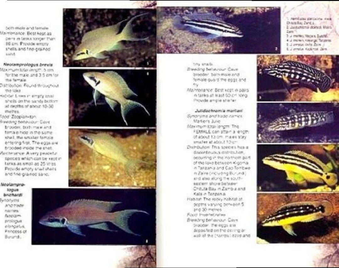 タンガニイカ シクリッド 自然図鑑 Tanganyika Cichlids 洋書 アフリカン 熱帯魚 コニングス 専門書 写真集