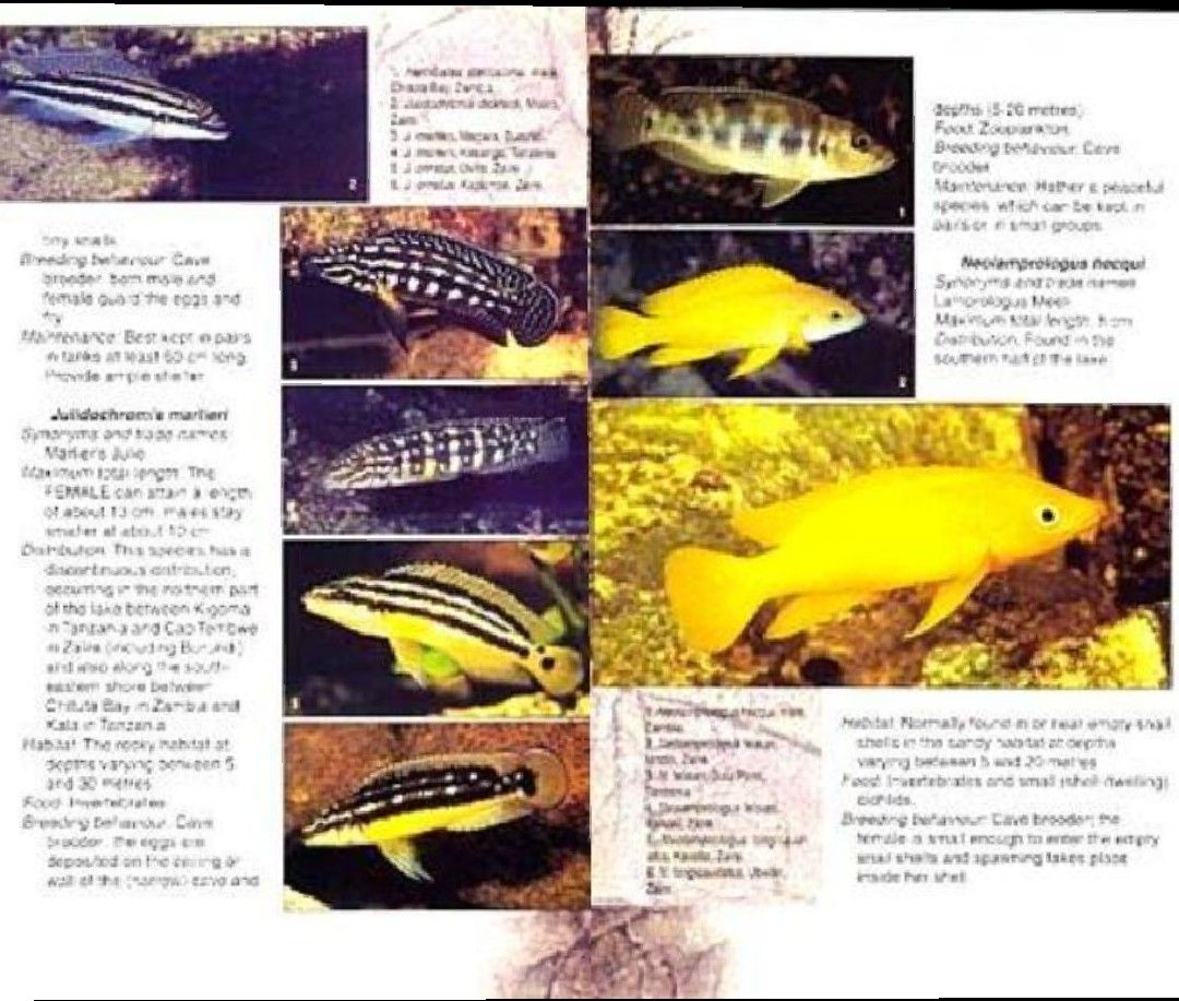 タンガニイカ シクリッド 自然図鑑 Tanganyika Cichlids 洋書 アフリカン 熱帯魚 コニングス 専門書 写真集