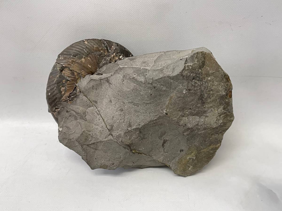 アンモナイト 詳細不明 重量1.4kg 横幅約14.8㎝ 化石 コレクションの画像2