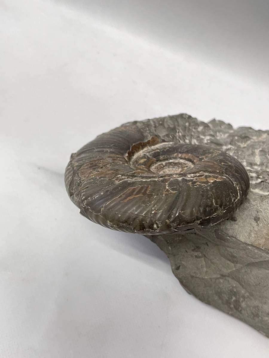 アンモナイト 詳細不明 重量1.4kg 横幅約14.8㎝ 化石 コレクションの画像3