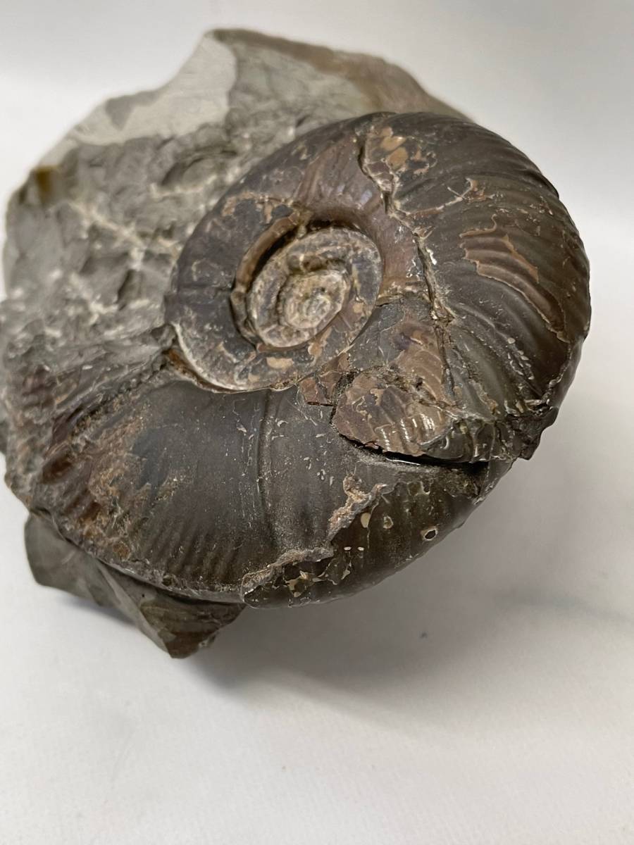 アンモナイト 詳細不明 重量1.4kg 横幅約14.8㎝ 化石 コレクションの画像4