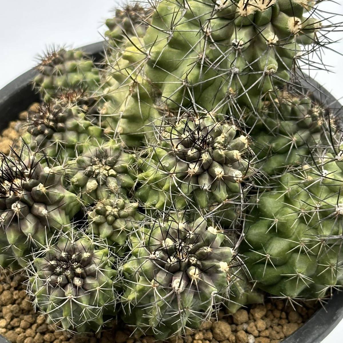 Yahoo!オークション - Copiapoa humilis コピアポア フミリス Yahoo!オークション - Copiapoa humilis コピアポア フミリス