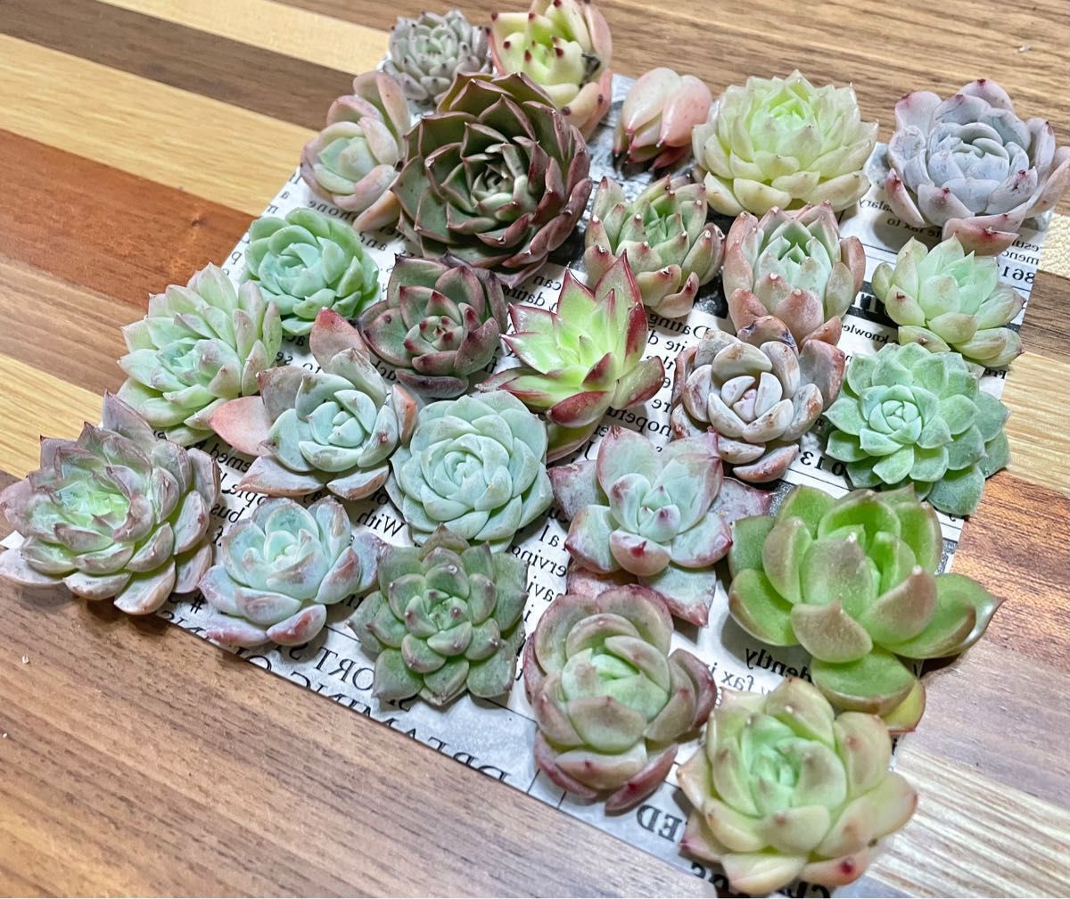 超可爱 多肉植物 カット苗 詰め合わせ 4 マドンナ シャルモン vrfilms.in
