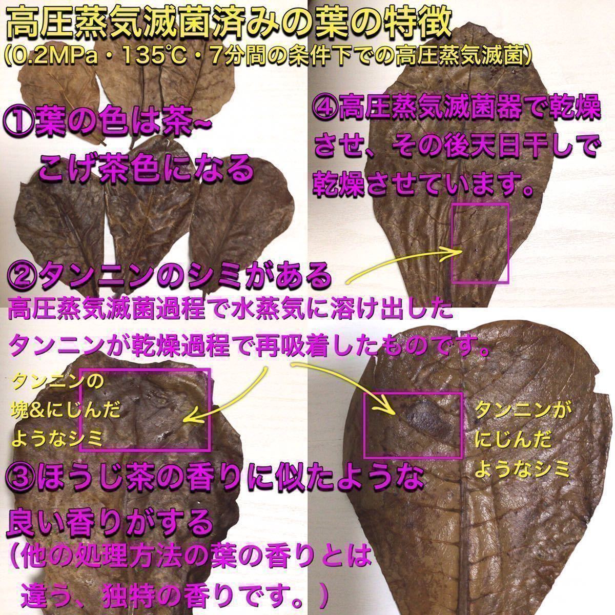 公式 在庫限り残りわずか‼︎ 沖縄県やんばる産 マジックリーフ カット