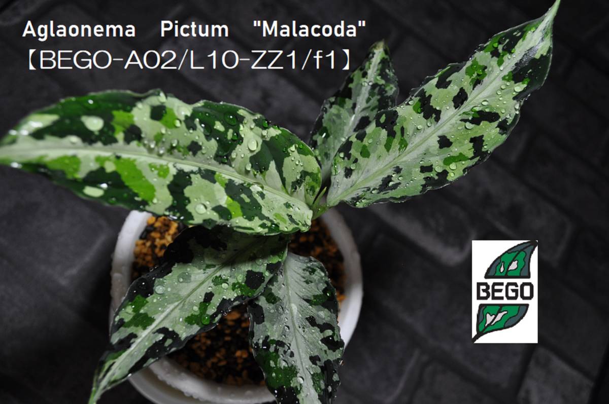★BEGO-SELECT★アグラオネマ オリジナル交配株マラコーダ★Aglaonema Pictum 
