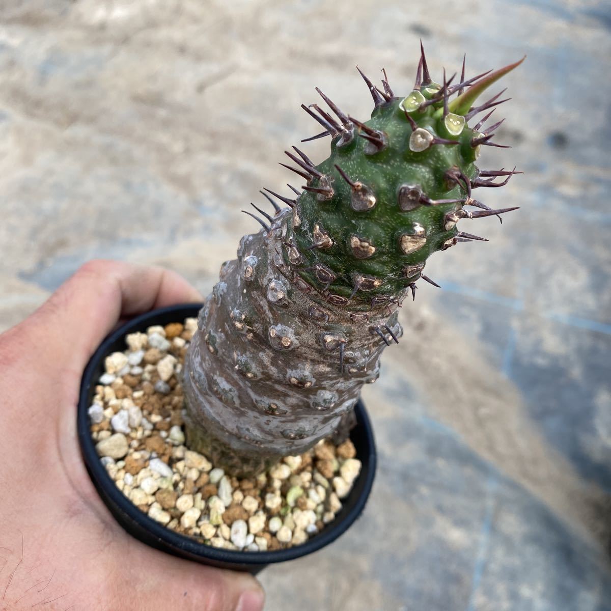 ① ユーフォルビア　パキポディオイデス Euphorbia pachypodioides ミニラン3寸_画像6